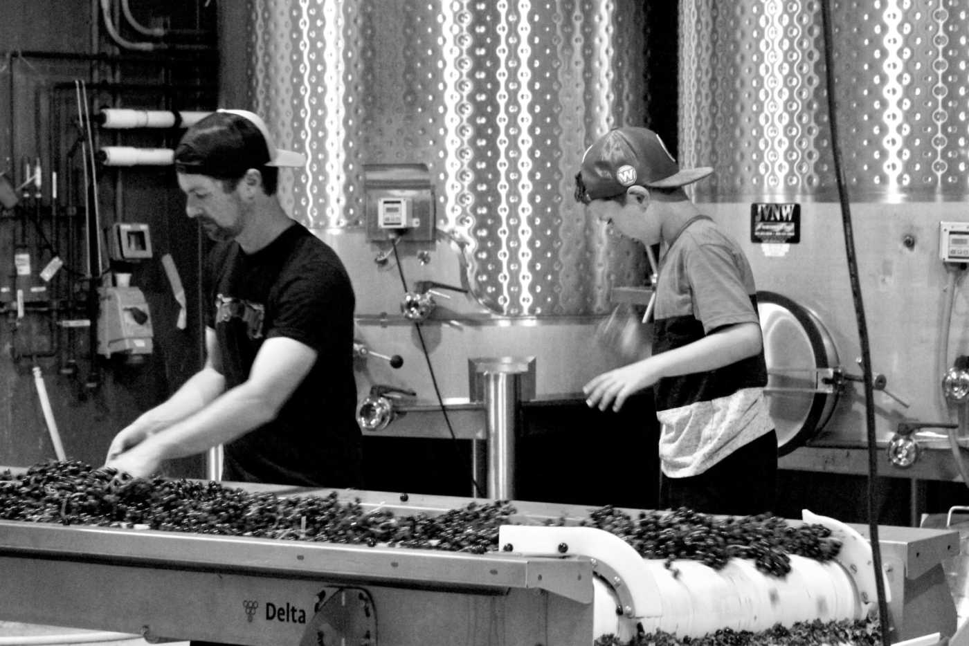 people working the sorting line at Vaughn Duffy Wines